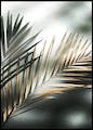 Golden Palm Poster