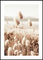 Beach Grass Poster
